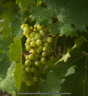 Fredericksburg Texas Tourism