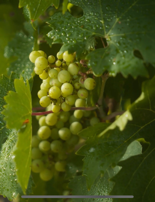 Fredericksburg Texas Tourism